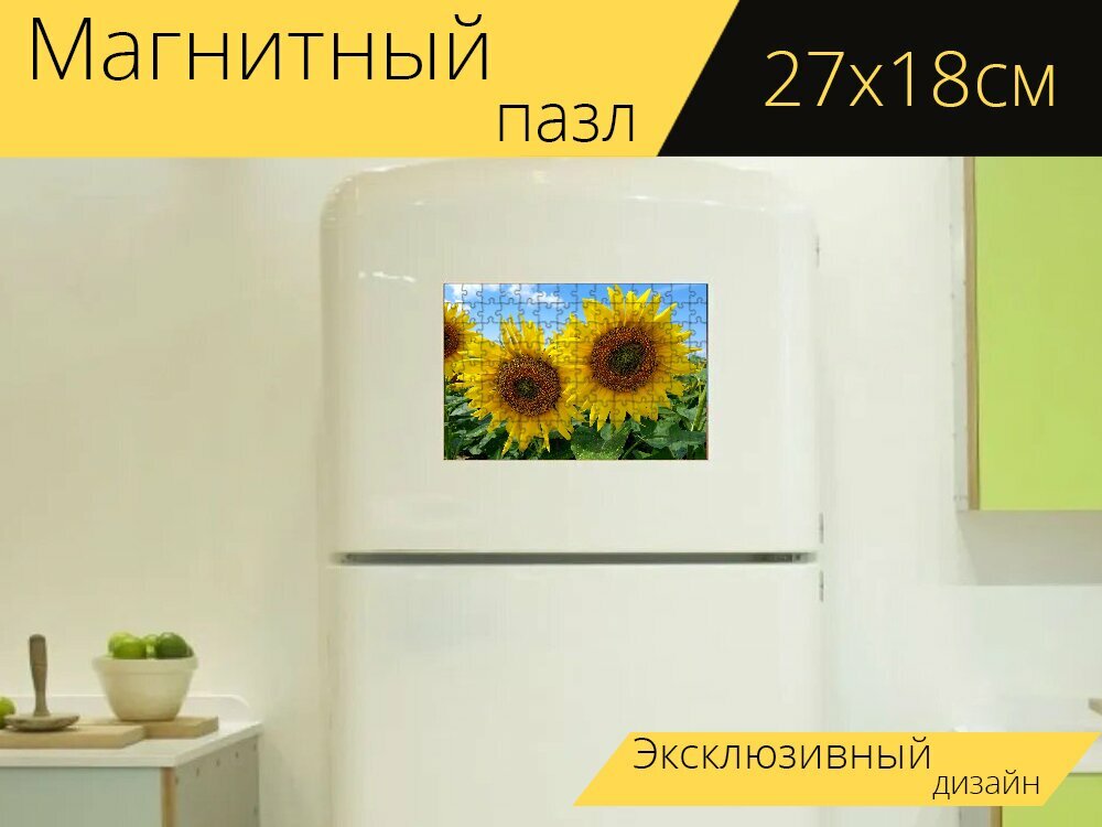 Магнитный пазл "Подсолнухи, два подсолнуха, поле" на холодильник 27 x 18 см.