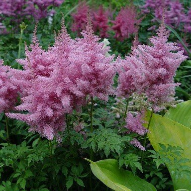 Астильба Арендса Дарвинс Дрим (Darwin Plants (Голландия)) 1 корневище I разбора (наивысшего качества) в горшке р9