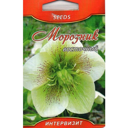 Морозник восточный (Helleborus orientalis)семена