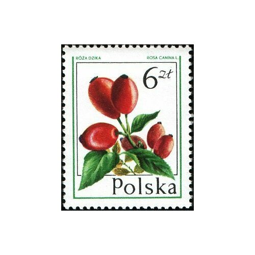 (1977-011) Марка Польша Шиповник Лесные ягоды III O
