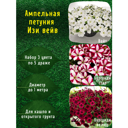 Ампельная петуния профессиональные семена Изи вейв Вайт, Бургунди, Бургунди стар по 5 драже