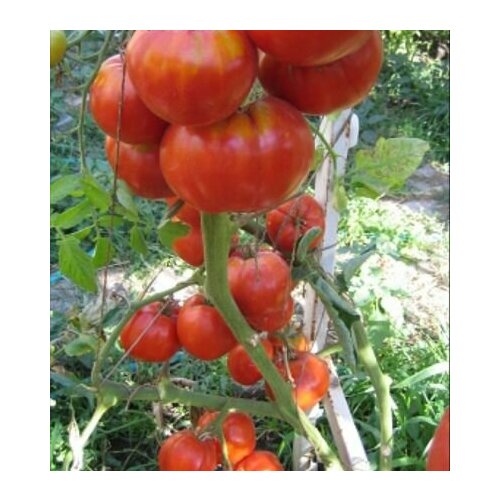 Коллекционные семена томата Анжела гигант коллекционные семена томата гигант 2 андреева