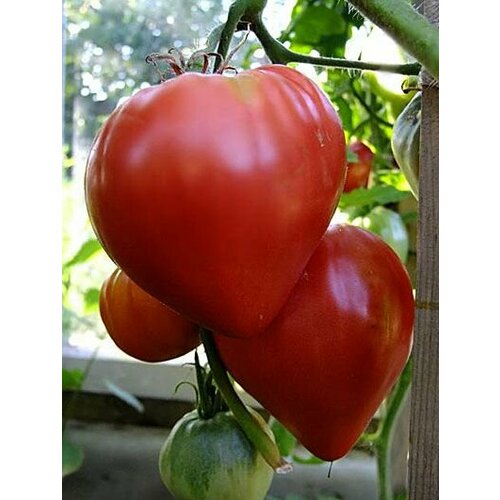 Коллекционные семена томата Бычье Сердце Русское коллекционные семена томата японское бычье сердце