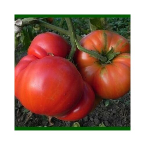 Коллекционные семена томата Большой Зак