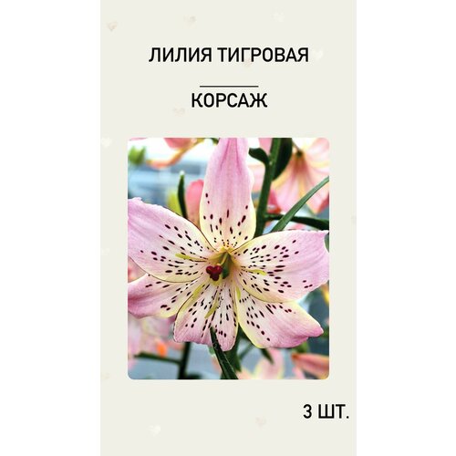 Лилия Корсаж, луковицы многолетних цветов