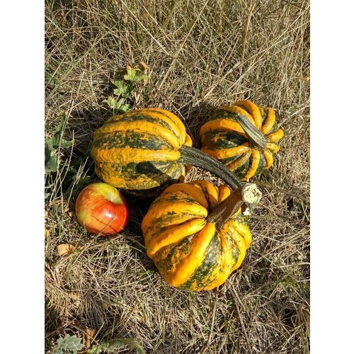 Семена тыква Камо-камо (5 шт.)