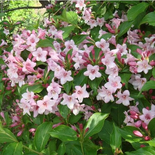 Семена Вейгела цветущая (Weigela florida) 10 штук вейгела цветущая сюзанна