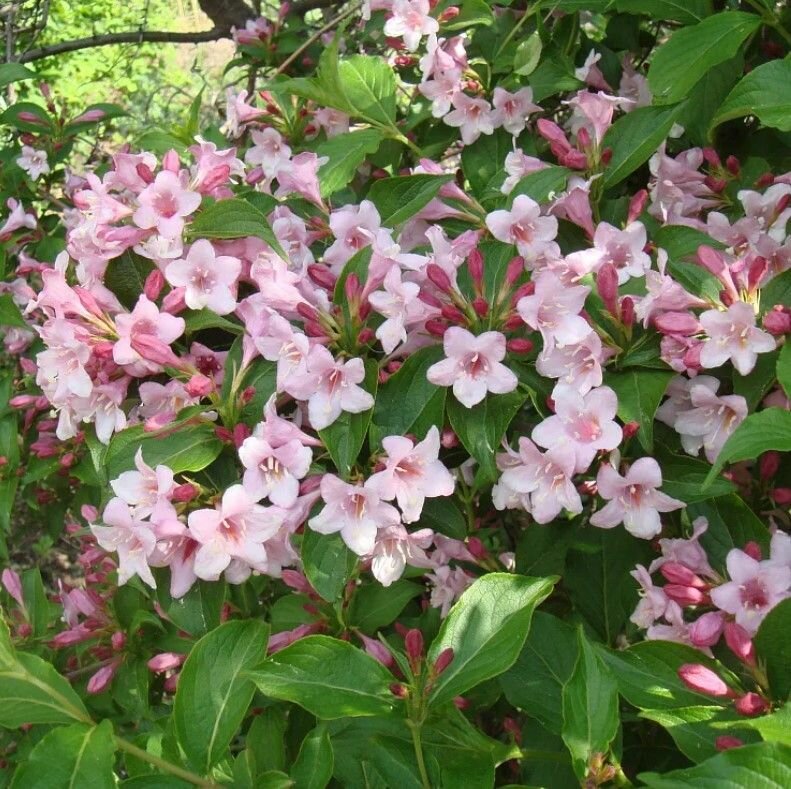 Семена Вейгела цветущая (Weigela florida) 10 штук