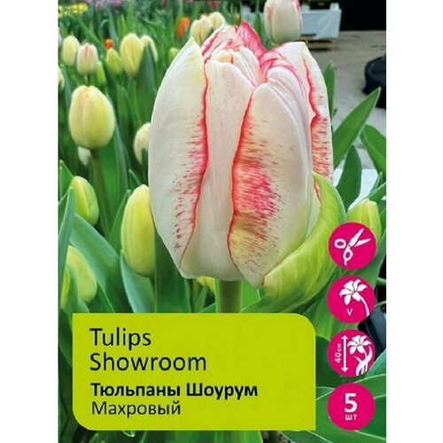 Тюльпан Луковица, Шоурум, 3шт крупные, разбор 12/14