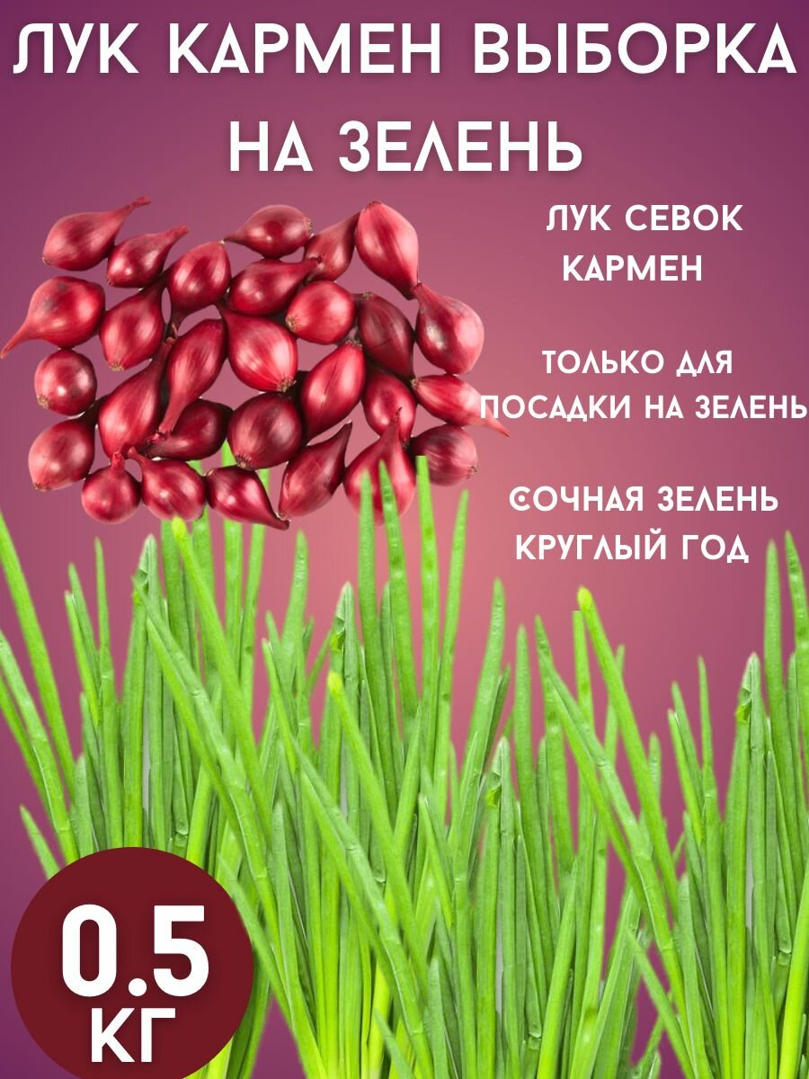 Лук Кармен на зелень 05кг