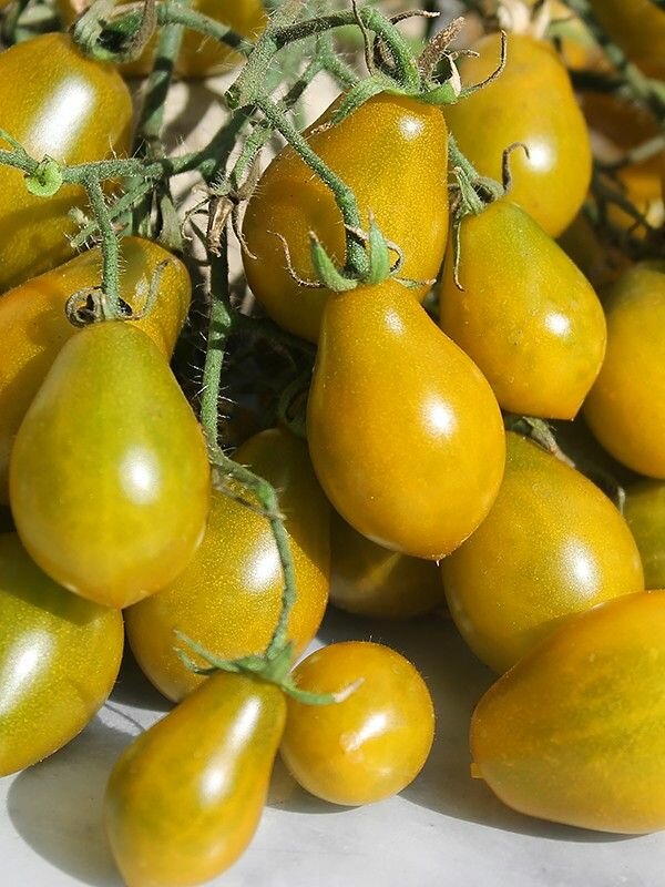 Коллекционные семена томата Янтарный Киз