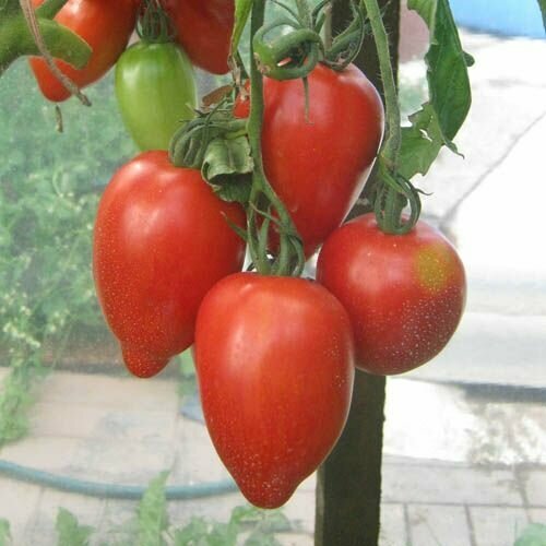 Коллекционные семена томата Стаканы Минусинские красные