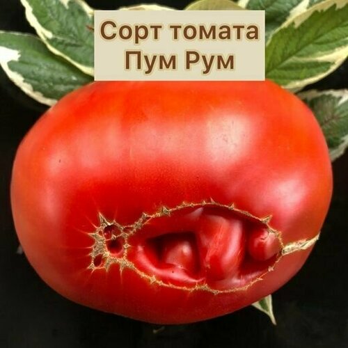 Коллекционные семена томата Пум Рим томаты арбузный сорт кг