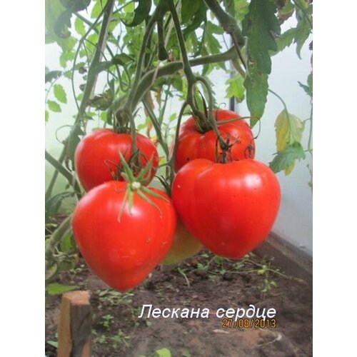 Коллекционные семена томата Сердце Лескана флаг штата висконсин