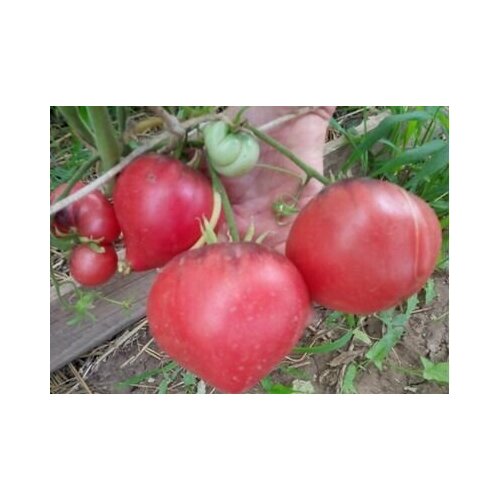 Коллекционные семена томата Польский розовый коллекционные семена томата польский лингвиса