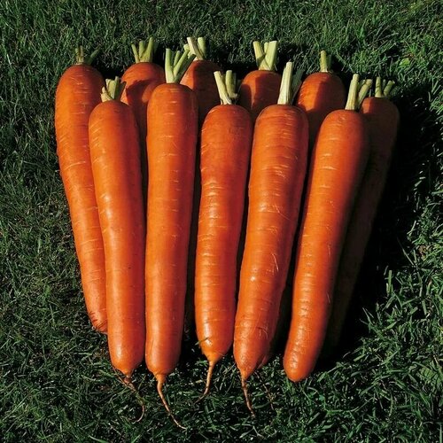 Коллекционные семена моркови Император