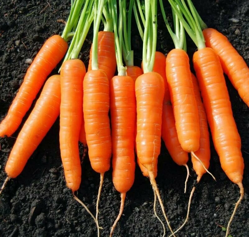 Коллекционные семена моркови Атлет F1