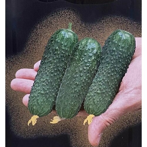 Коллекционные семена огурца Саввин F1