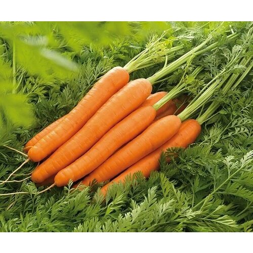 Коллекционные семена моркови Лагуна F1
