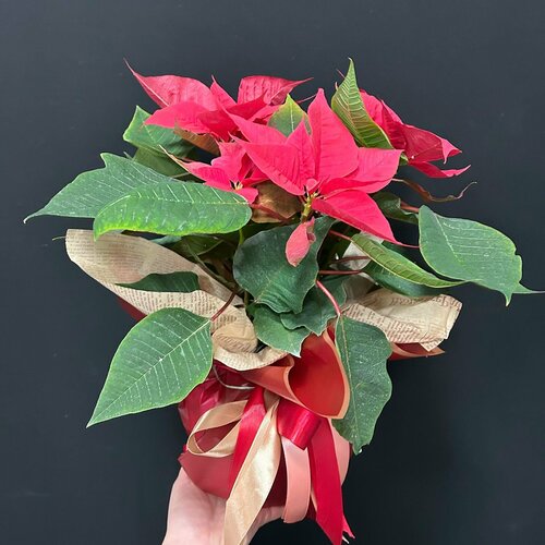 Пуансетия (Рождественский цветок) в декоративной упаковке