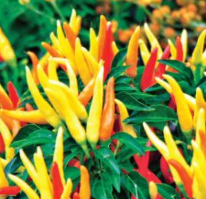 фото Торос Я. бакан, острый перец, Турция