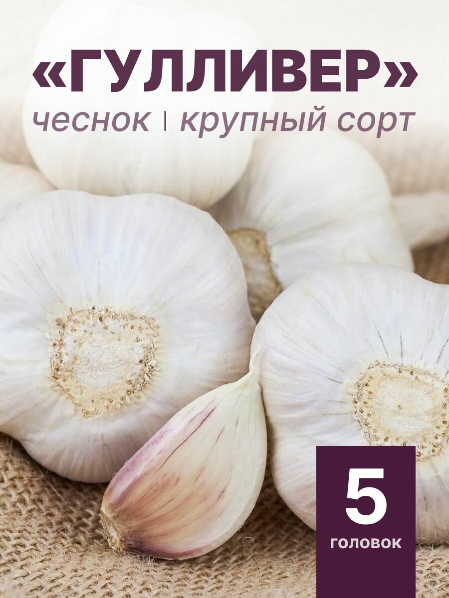 Чеснок крупный на посадку Гулливер 5 головок