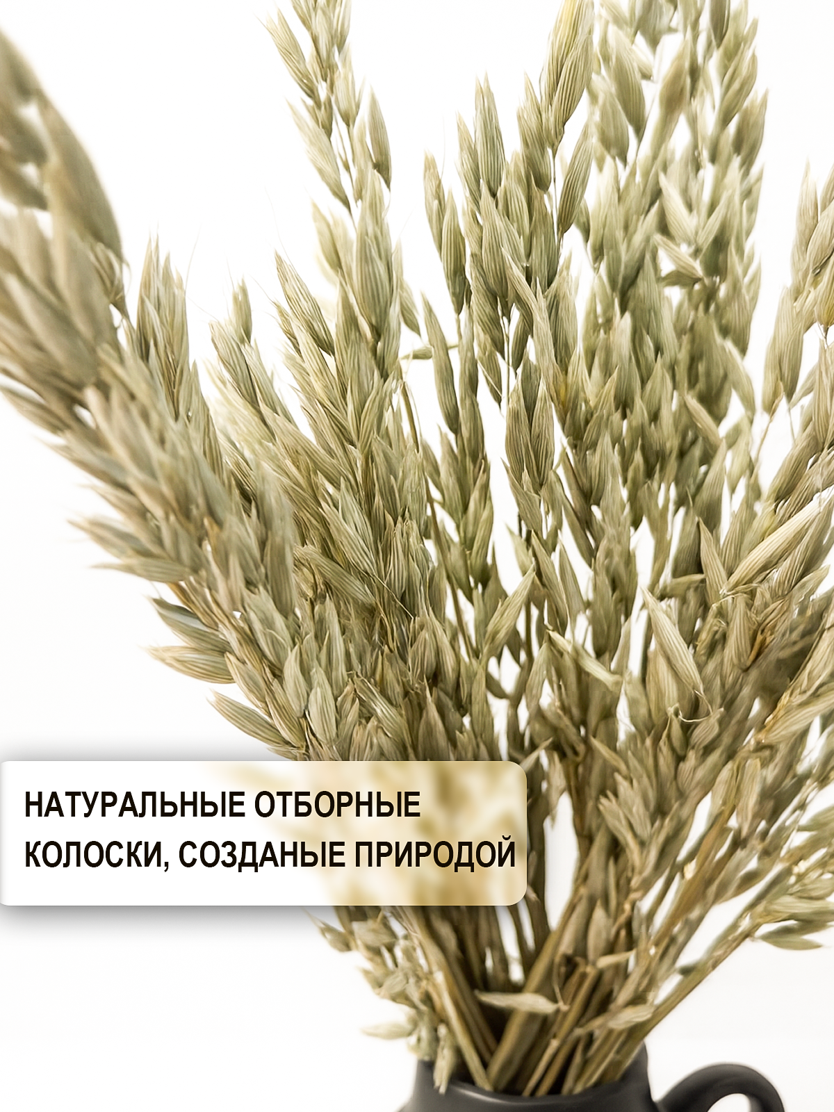 Сухоцветы для декора Овес, зеленый, 50 штук, бренд ARANTA Decor — фото 1