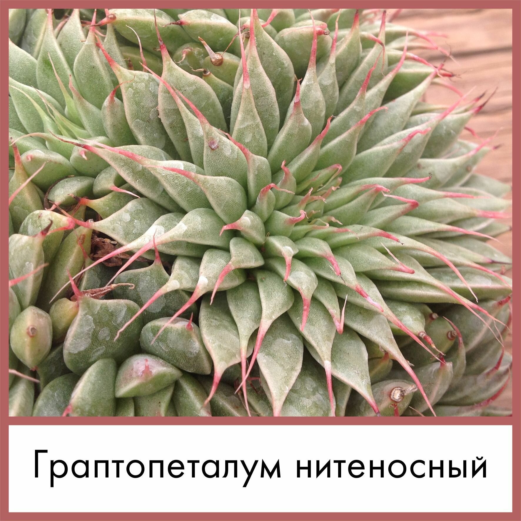 Набор для выращивания семена Суккулент Граптопеталум нитеносный (Graptopetalum filiferum)