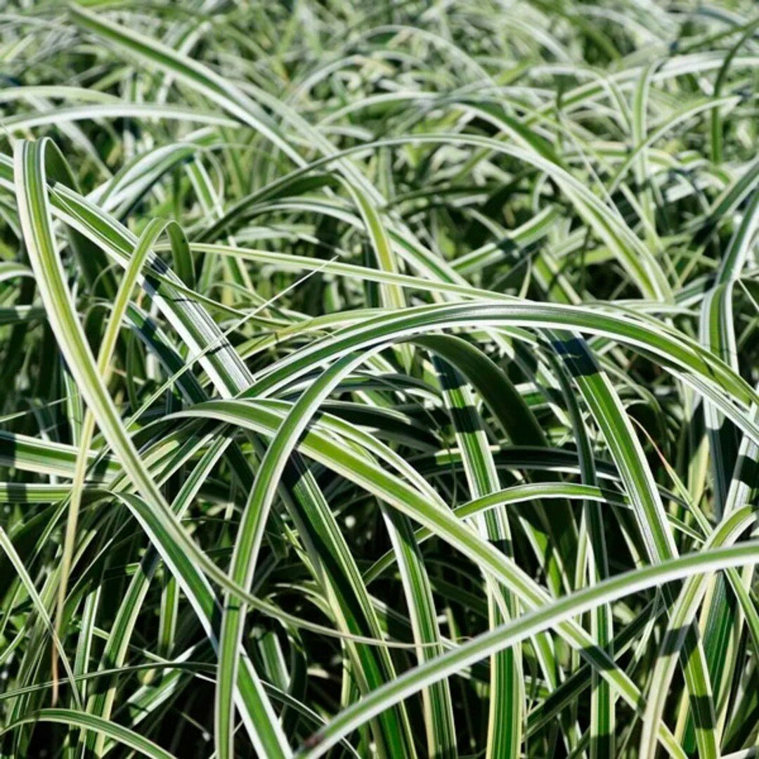 Изображение Осока Физер Фоллс (Belgium Plants Van. (Бельгия)), 1 саженец в горшке 15-20 см