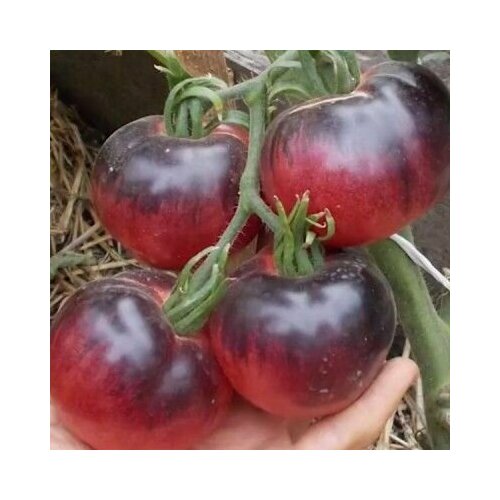 Коллекционные семена томата Аметистовая драгоценность