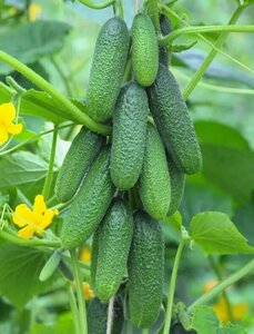 Основная фотография от вендора