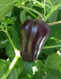 Основная фотография от вендора