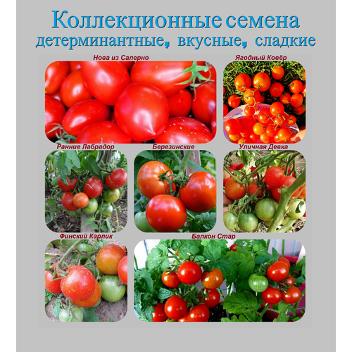 Набор коллекционных семян детерминантных томатов набор семян очень ранние томаты