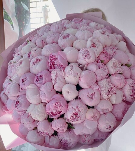 Изображение товара Большой монобукет из свежих ароматных розовых пионов "Сара Бернар" 101 шт. с доставкой ко времени