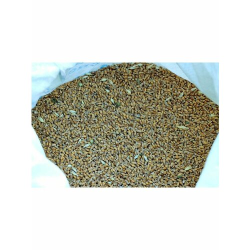 3 кг. Пшеница кормовая для животных и птиц. пшеница кормовая для птиц и животных 5 кг