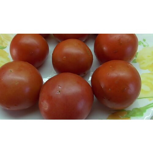 Коллекционные семена томата Ватерлоо