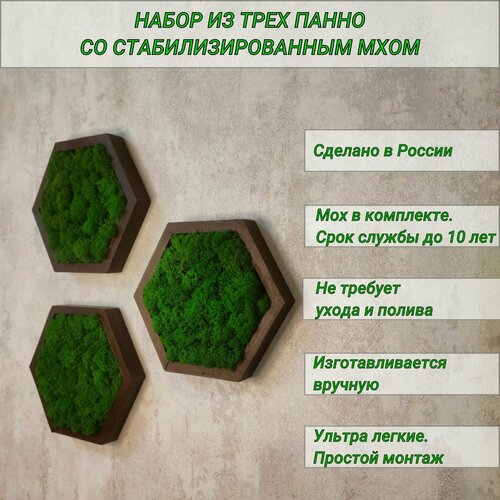 Декоративное панно на стену со стабилизированным мхом, декор для дома "Соты", 3 штуки венге