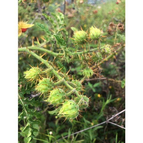 Томат личи, кокона, гусиный помидор (Solanum sisymbriifolium)