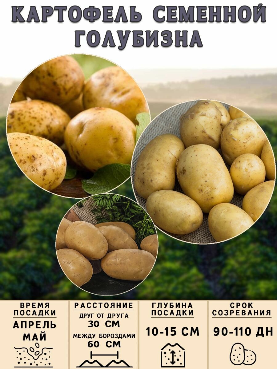 Изображение Клубни картофеля на посадку Голубизна (суперэлита) 2 кг Средний