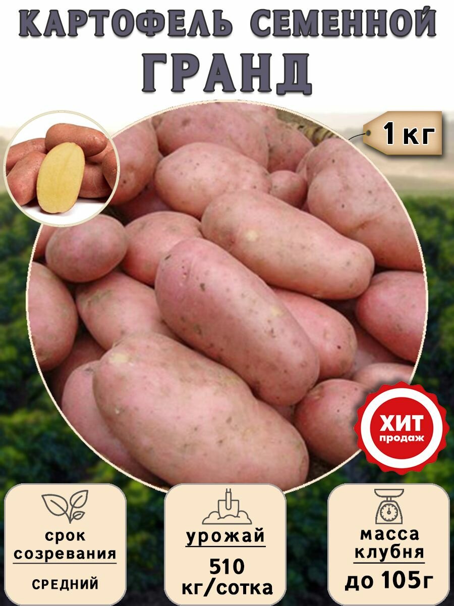 Клубни картофеля на посадку Гранд (суперэлита) 1 кг Средний - фотография № 1