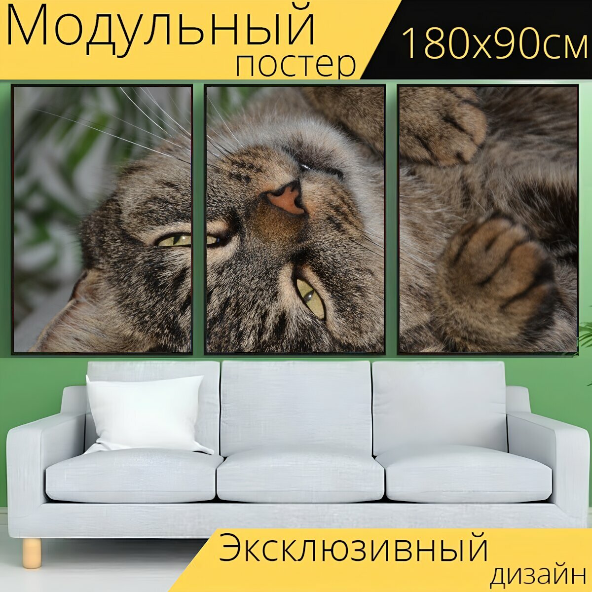 Модульный постер "Кот, похмелье, домашняя кошка" 180 x 90 см. для интерьера