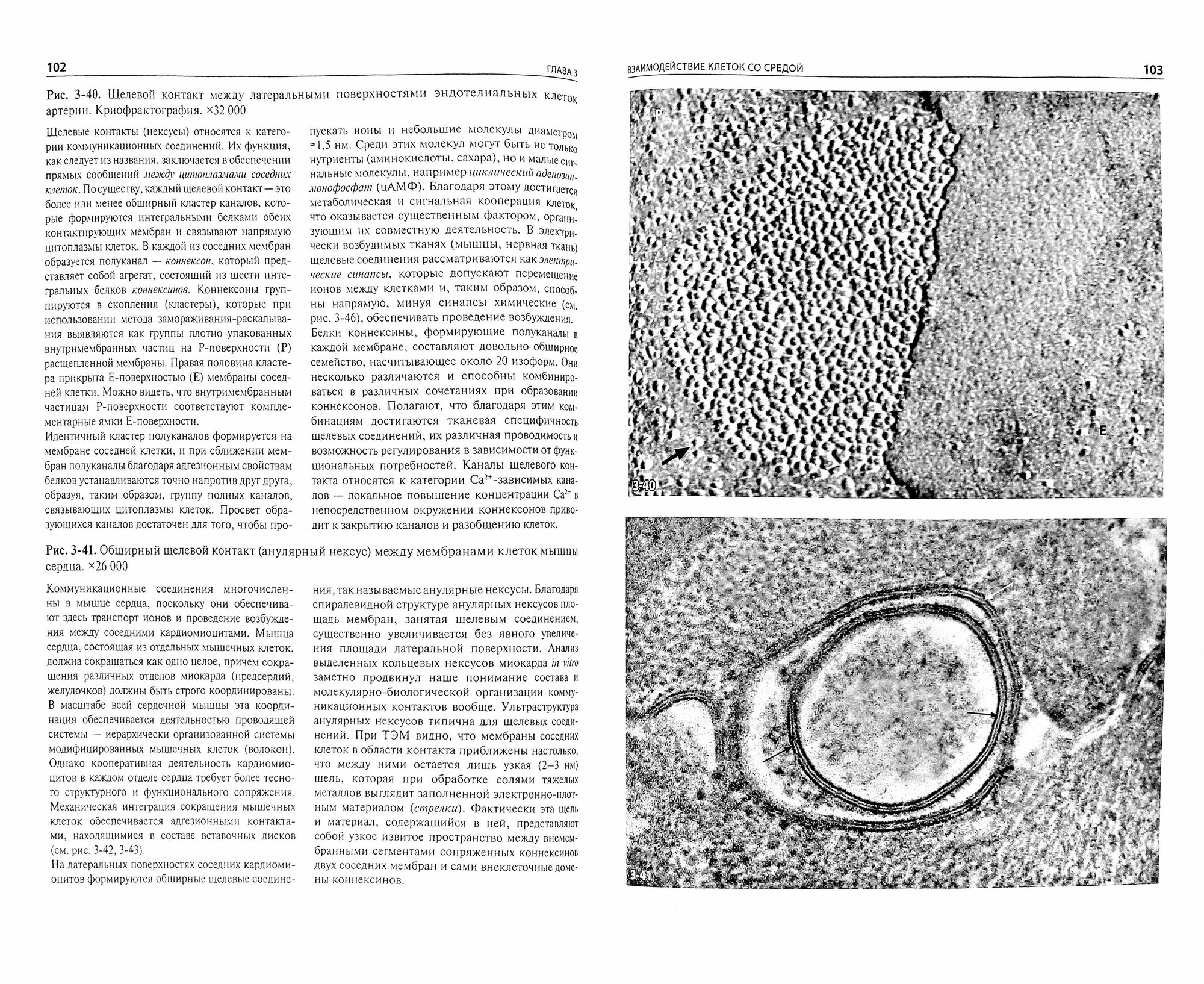 Цитология. Функциональная ультраструктура клетки. Атлас. Учебное пособие - фото №7