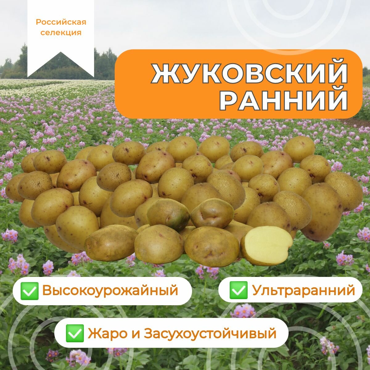 Картофель семенной жуковский ранний (суперэлита) (4 кг) Ультраранний - фотография № 1