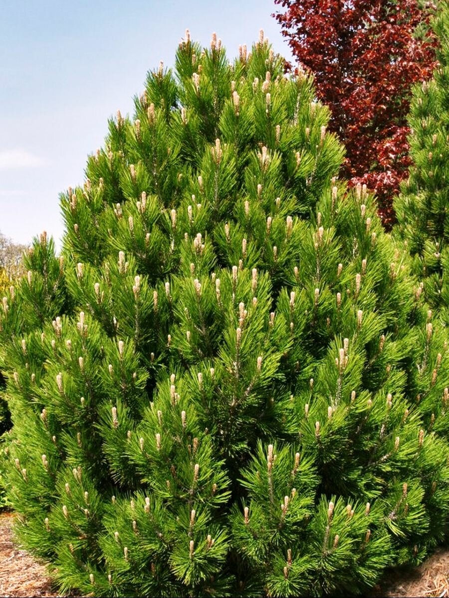 Семена Сосна боснийская (Pinus heldreichii), 10 штук