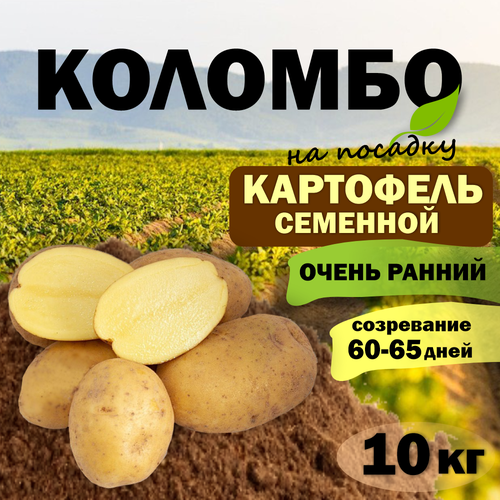 Картофель семенной ранний Коломбо (клубни на посадку Элита) 10 кг