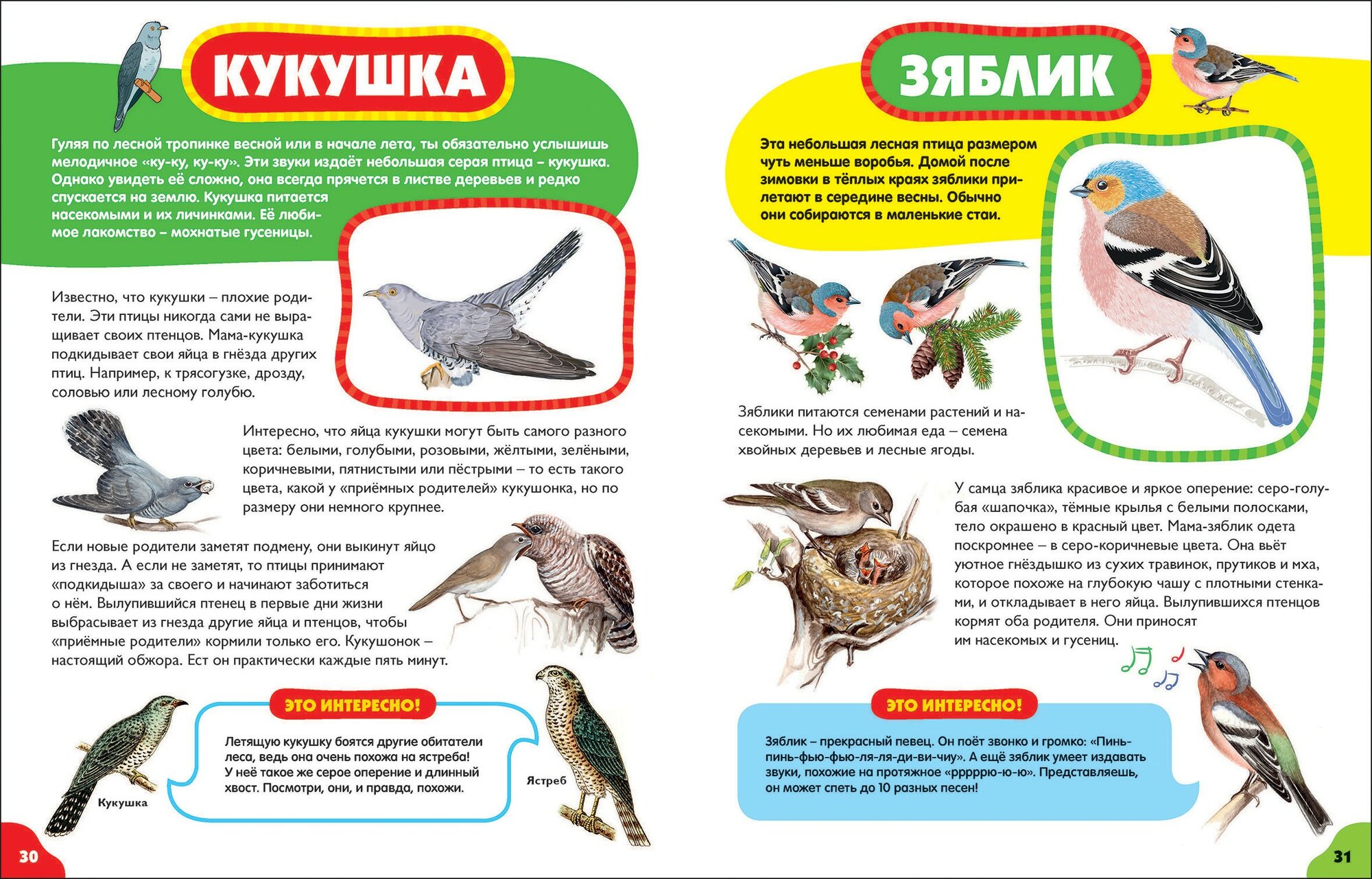 Птицы для самых маленьких (Забирова Анна Викторовна) - фото №13