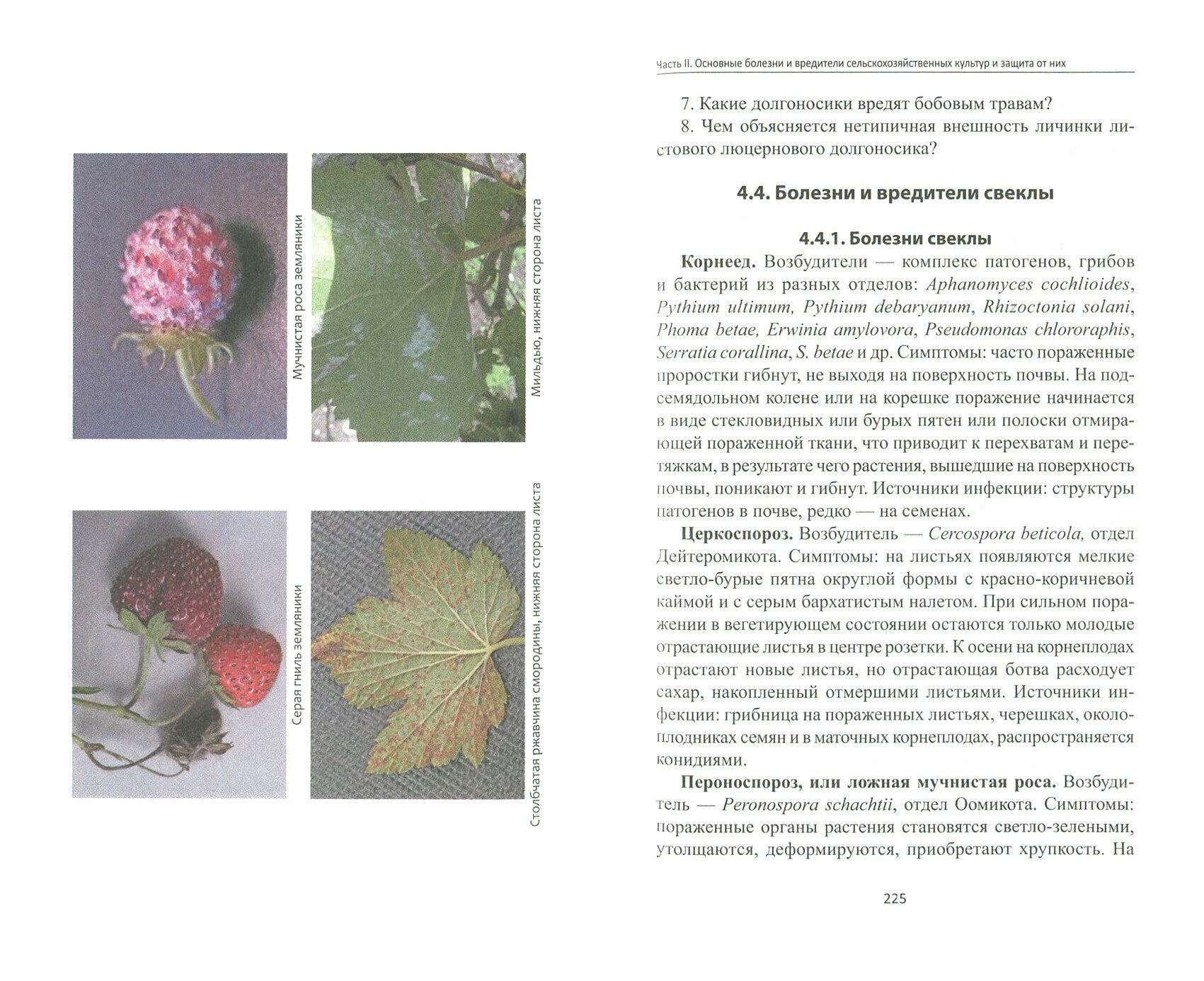 Защита растений. Фитопатология и энтомология. Учебник - фото №3