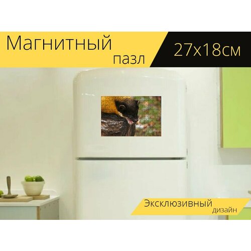Магнитный пазл Цветная куница, куница, животные на холодильник 27 x 18 см. магнитный пазл природа животные куница на холодильник 27 x 18 см