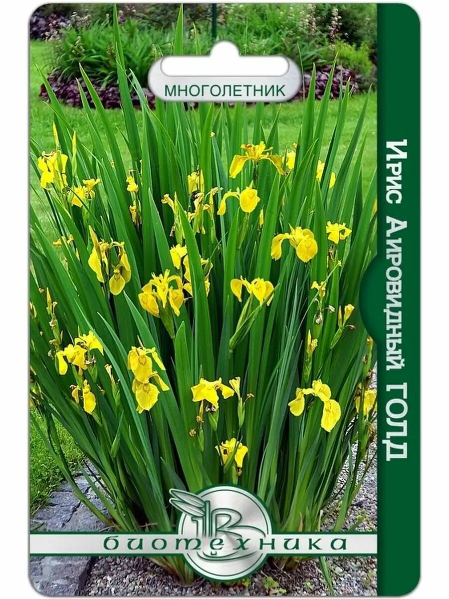 Ирис Голд аировидный  8 семян  Биотехника