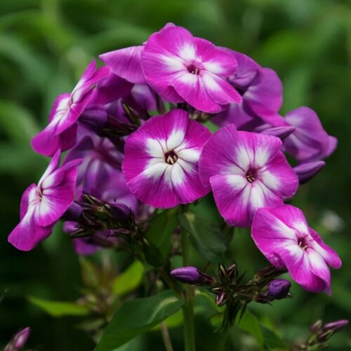 Флокс Яркое лето метельчатый флокс метельчатый яркое лето phlox paniculata саженец 15 20 см 2 года 2л закрытая зкс